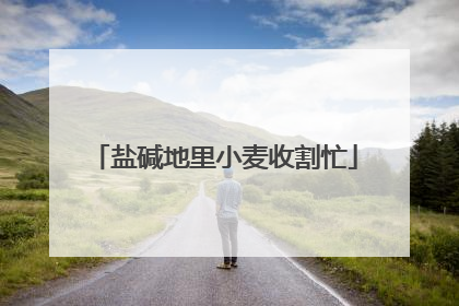 盐碱地里小麦收割忙